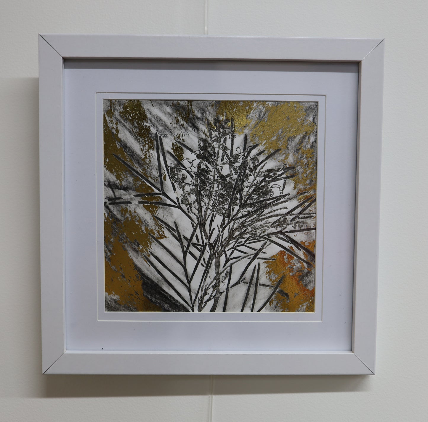 Golden Grevillea 4