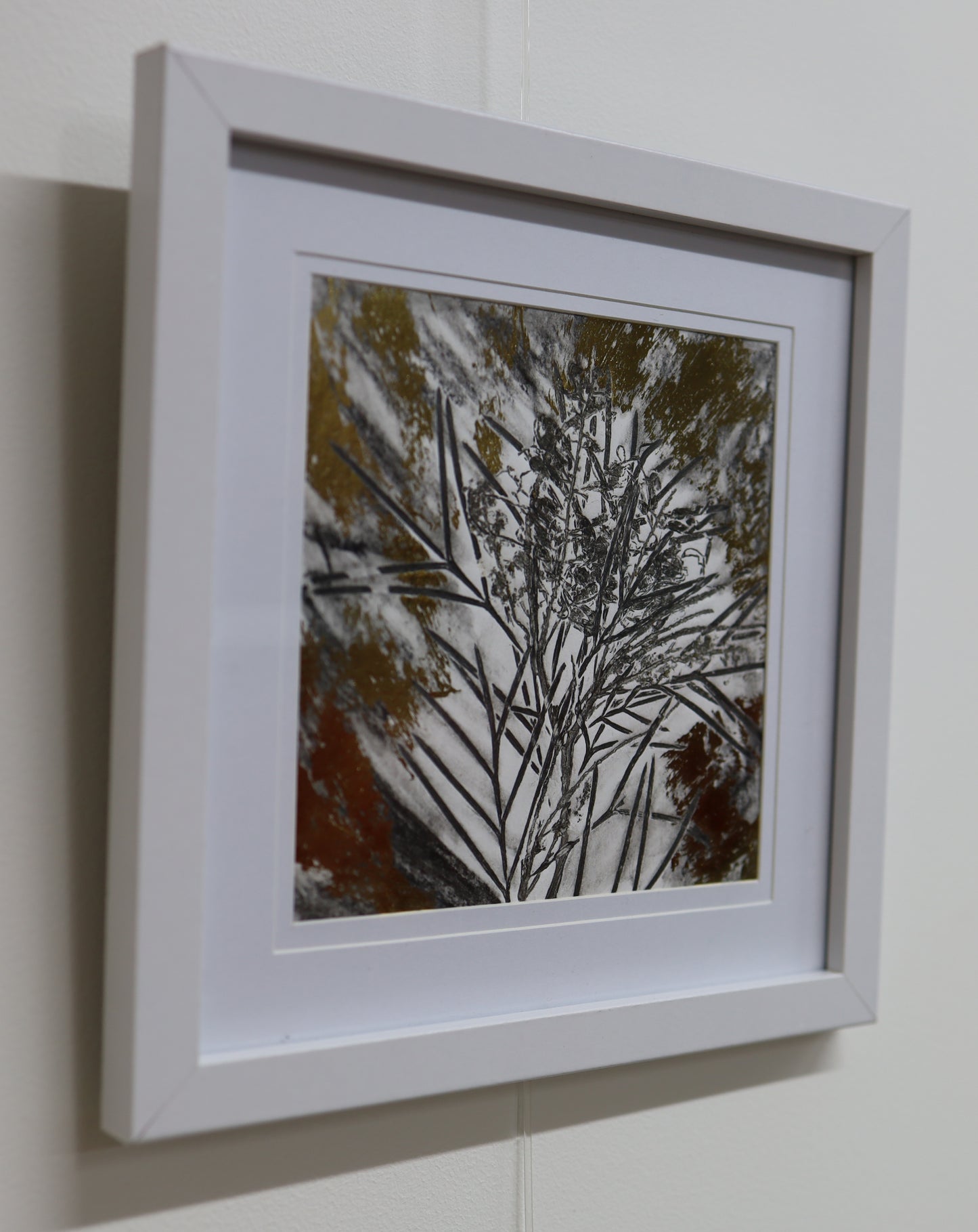 Golden Grevillea 4